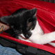 Illustration for article titled Am I Up To Reviewing This Competitive Gaming Bag?